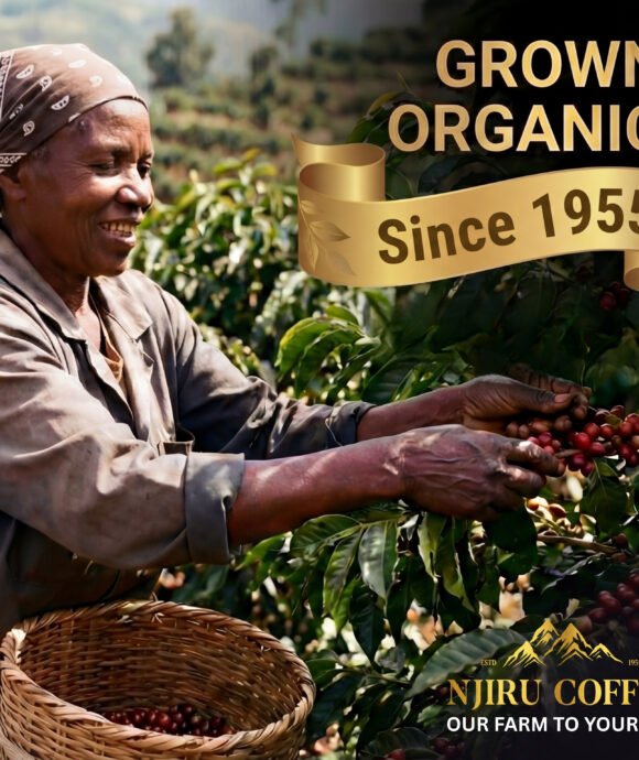 Njiru Coffee Brand 10 9